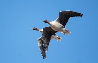 Kortnebbgås, Pink-footed Goose (Bjørnerødvann, Våler)